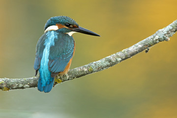 Common kingfisher. Alcedo atthis