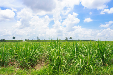 Sugarcane field in blue sky in Thailand