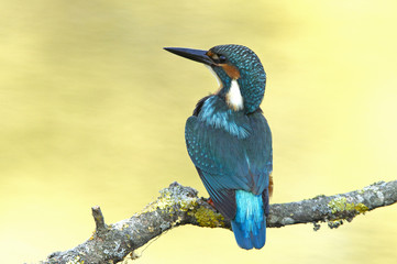 Common kingfisher. Alcedo atthis