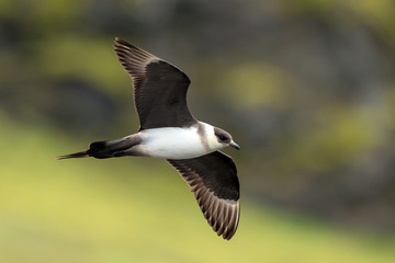 arctic skua