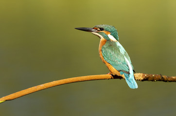 Common kingfisher. Alcedo atthis