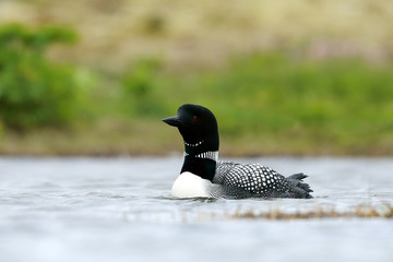 Great Northern Diver