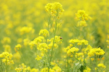 Fototapeta premium 浜離宮恩賜庭園の菜の花とミツバチ