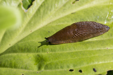 Red Slug ( Arion rufus ) on a green  leaf. Cause of the most damage in garden.