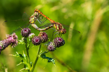 Dragenfly