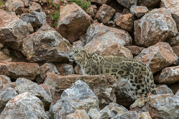 Snow leopard