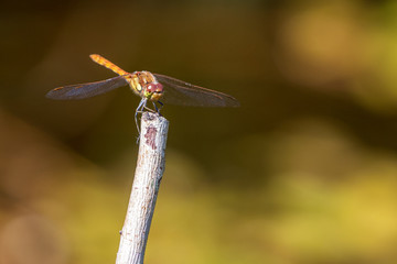Dragenfly