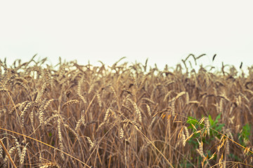 Close up of wheat field. Side view. Horizontal. Tilted.