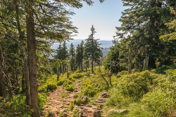 Fototapeta premium Landschaft auf dem Berg großer Rachel im Bayerischen Wald, Deutschland