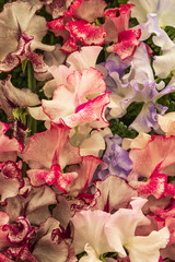 Sweet pea (Harlequin)