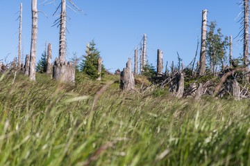 Landschaft auf dem Berg gro&szlig;er Rachel im Bayerischen Wald, Deutschland