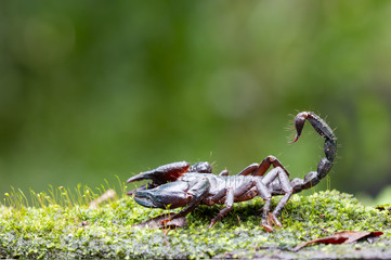 Heterometrus longimanus black scorpion.Emperor Scorpion, Pandinus imperator over natural background