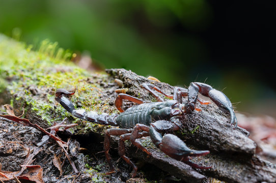 Heterometrus longimanus black scorpion.Emperor Scorpion, Pandinus imperator over natural background