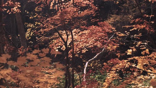 木漏れ日の森 紅葉 １０３ 晩秋のもみじ かえで