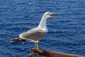Larus michahellis. Mediterranean Seagull close-up with open beak