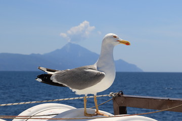 Fototapeta na wymiar Larus michahellis. Mediterranean Seagull close-up on the background of the coastline