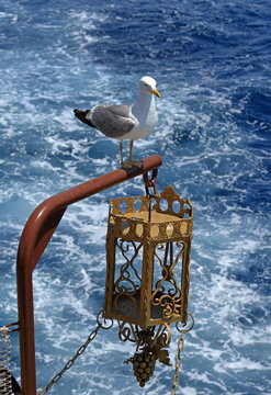 Larus michahellis. Mediterranean Seagull sitting on a ship's lantern