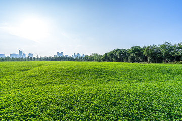 Fototapeta na wymiar green lawn with city skyline