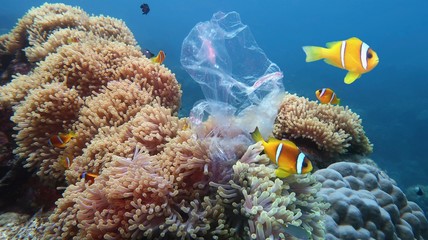 Beautiful coral reef with sea anemones and clownfish polluted with plastic bag - environmental...