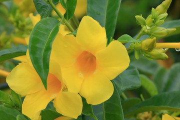 close up beautiful yellow allamanda in garden