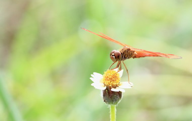 close up beautiful dragonfly in fresh nature