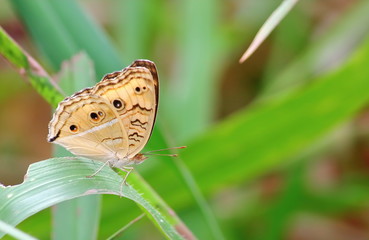 close up beautiful butterfly in fresh nature