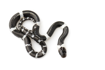 Naklejka premium Obraz małego węża (Lycodon laoensis) na białym tle., Gad ,. Zwierząt