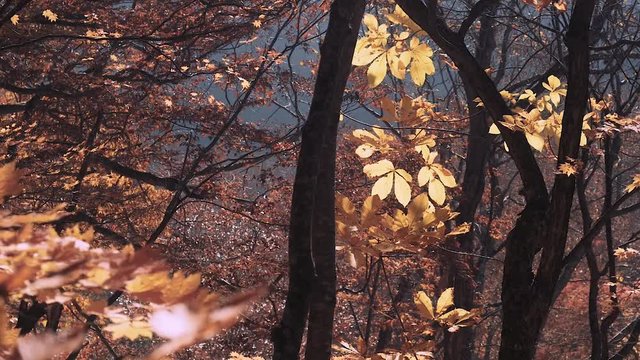 木漏れ日の森 紅葉 １０９ 晩秋の栃の木 もみじ かえで