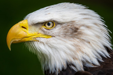 Bald eagle