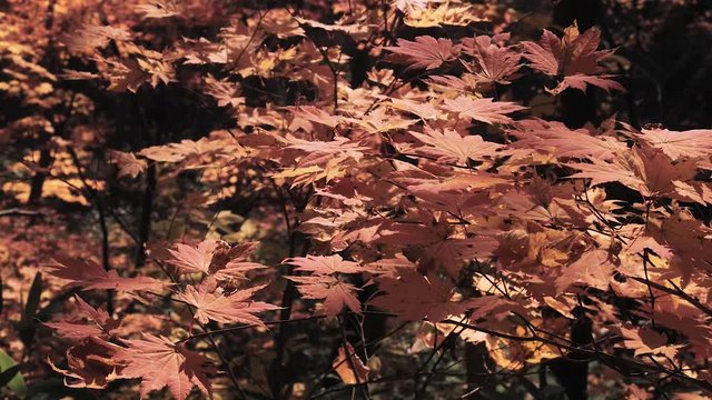 木漏れ日の森 紅葉 １１０ 晩秋のもみじ かえで