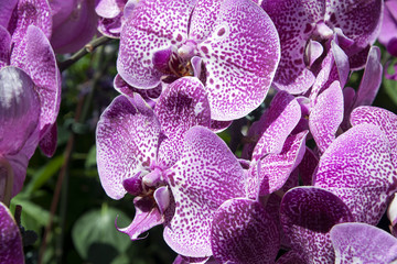 Fototapeta na wymiar Sydney Australia, multi toned purple moth orchid flowers