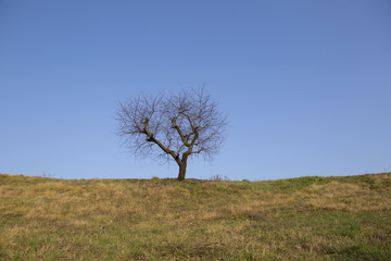 Lonely tree in a field, in the countryside