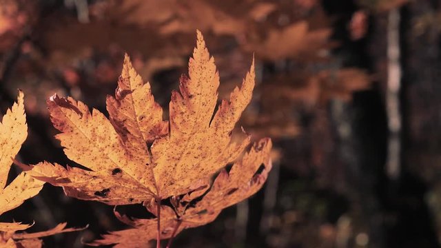 木漏れ日の森 紅葉 １１１ 晩秋のもみじ かえで
