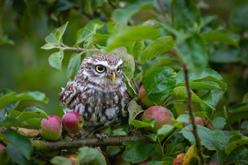 Little owl (Athene noctua)