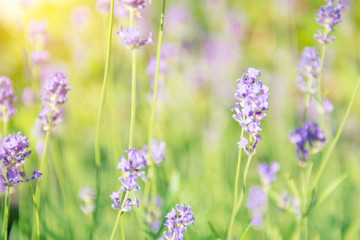 Lavender violet flowers on field