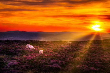 A beautiful sunset in the peak district