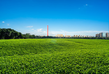 Fototapeta na wymiar city skyline with green lawn