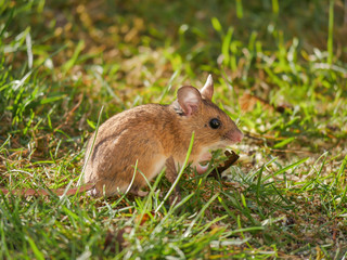 Naklejka na ściany i meble Wood mouse (Apodemus sylvaticus), in the grass