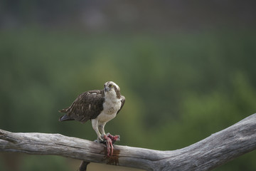Osprey_465
