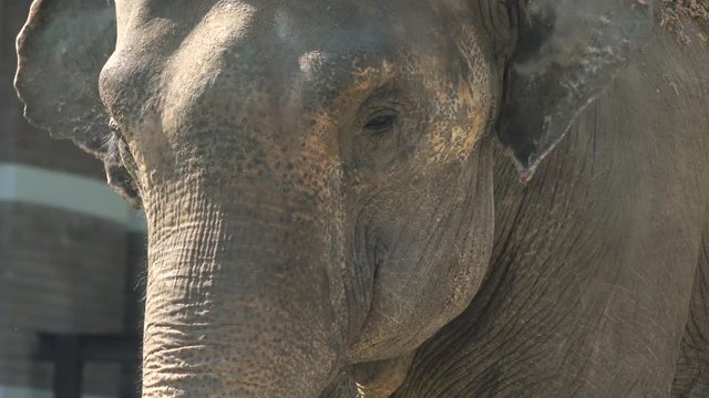 Elephant portrait close up on sunny day