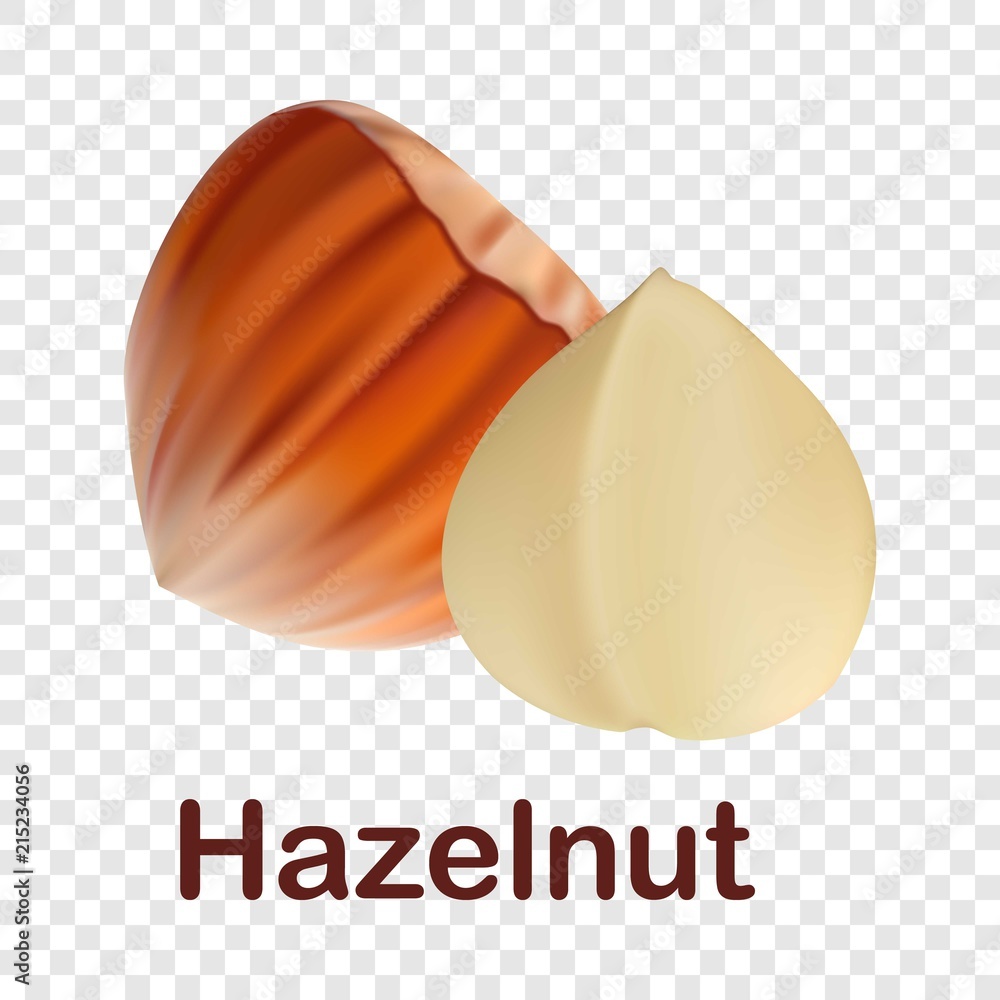 Poster hazelnut icon. realistic illustration of hazelnut vector icon for on transparent background