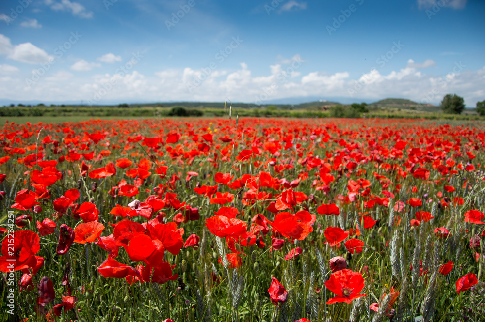 Wall mural Poppy field