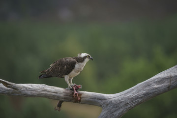 Osprey_468