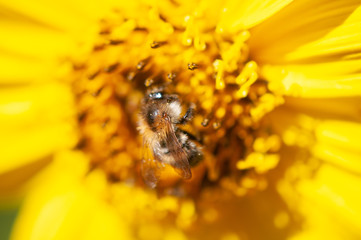 Biene auf sonnenblume