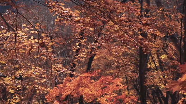 木漏れ日の森 紅葉 １１７ 晩秋のもみじ かえで