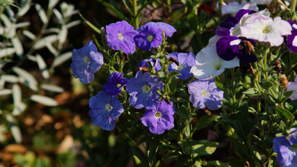 Petunias