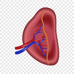 Structure of human spleen icon. Realistic illustration of structure of human spleen vector icon for on transparent background