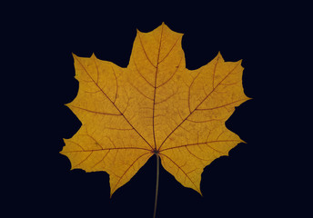 Naklejka na ściany i meble autumn maple leaf on dark blue background, close-up, leaves texture, beautiful nature, red autumnal background