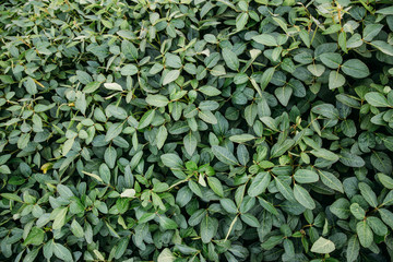 soybean leaves on the field