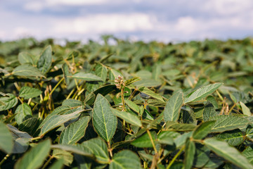 Soy leaves on blue sky background